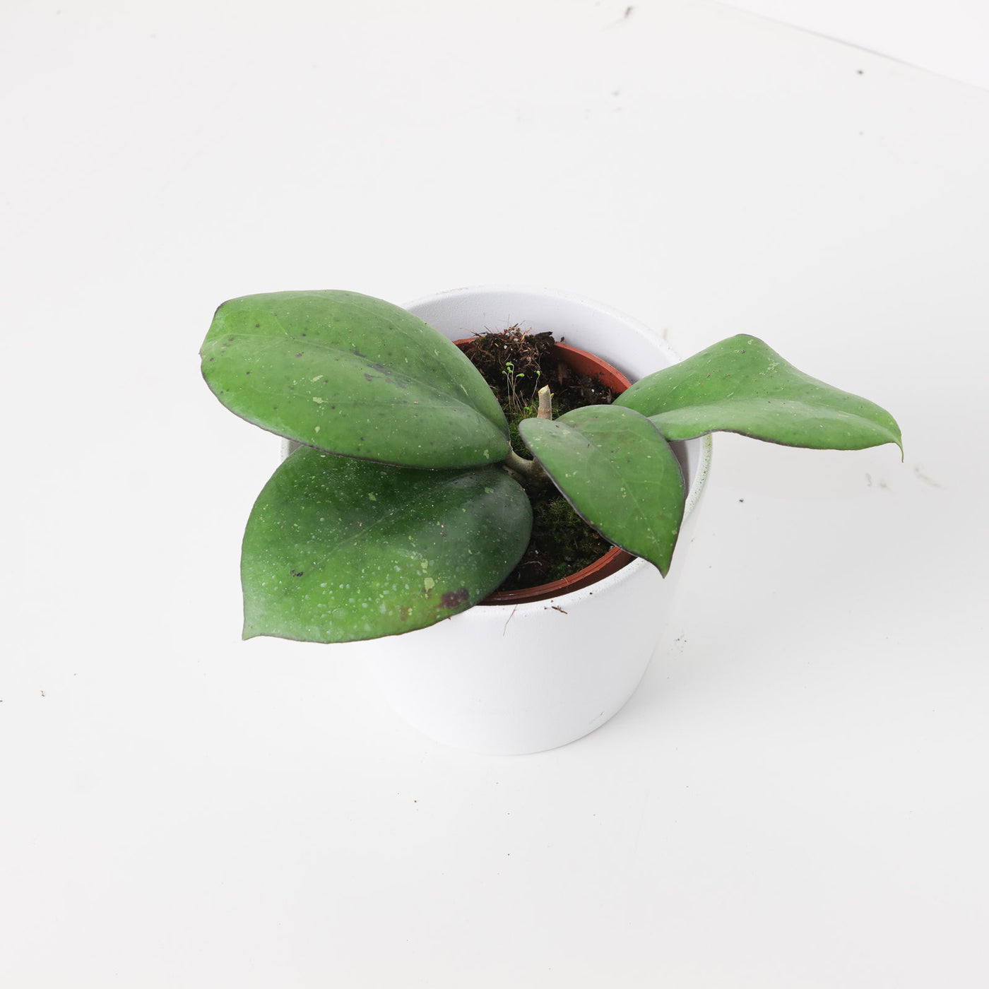 Hoya cv. Joy | sp. Laos x vitellina - House of Kojo