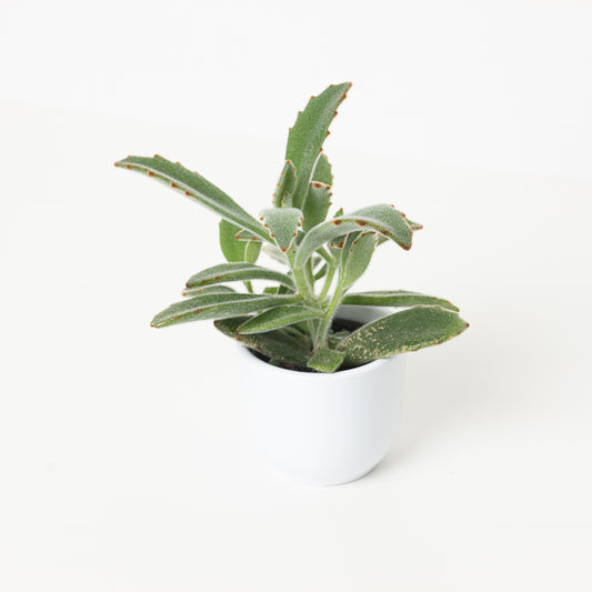 Kalanchoe tormentosa - House of Kojo