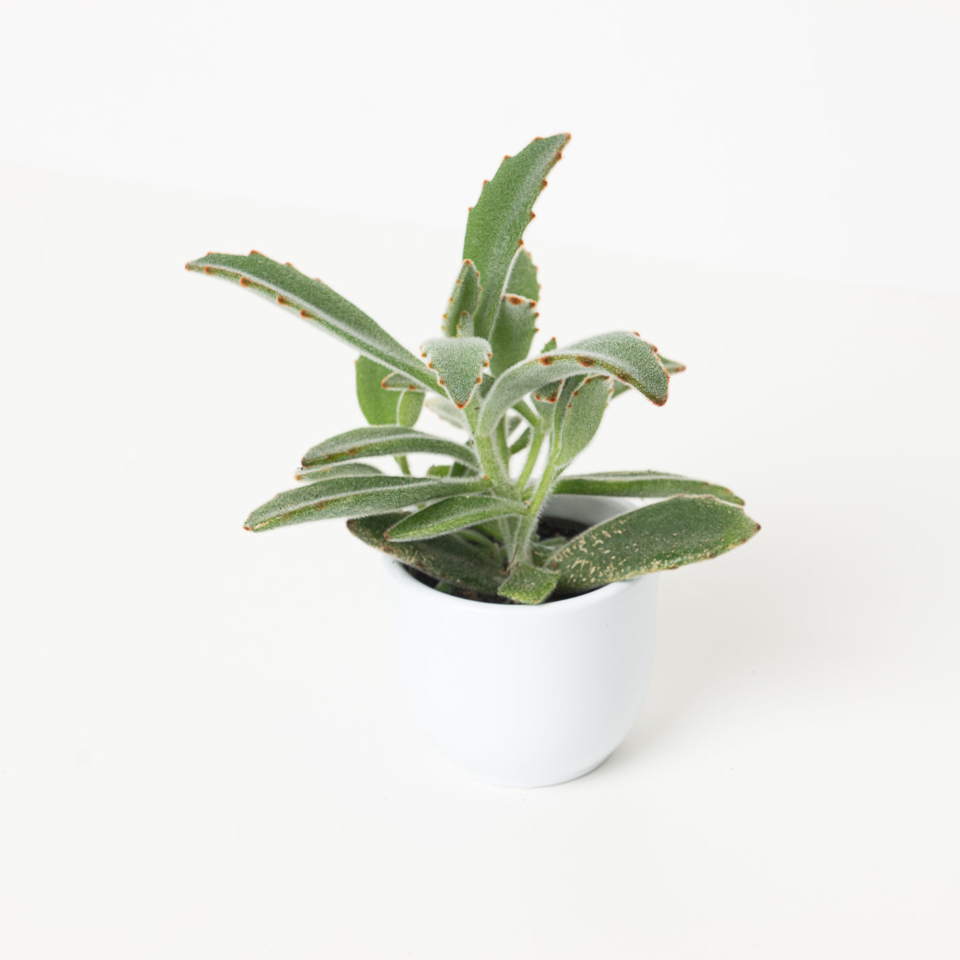 Kalanchoe tormentosa - House of Kojo