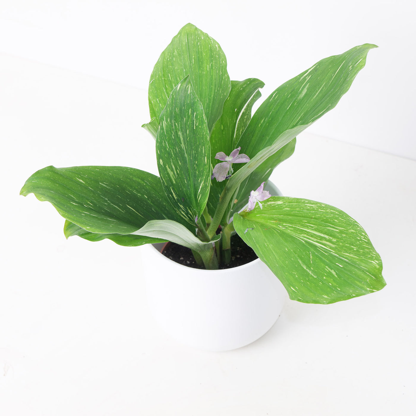 Kaempferia pulchra 'Marble Variegated' - House of Kojo