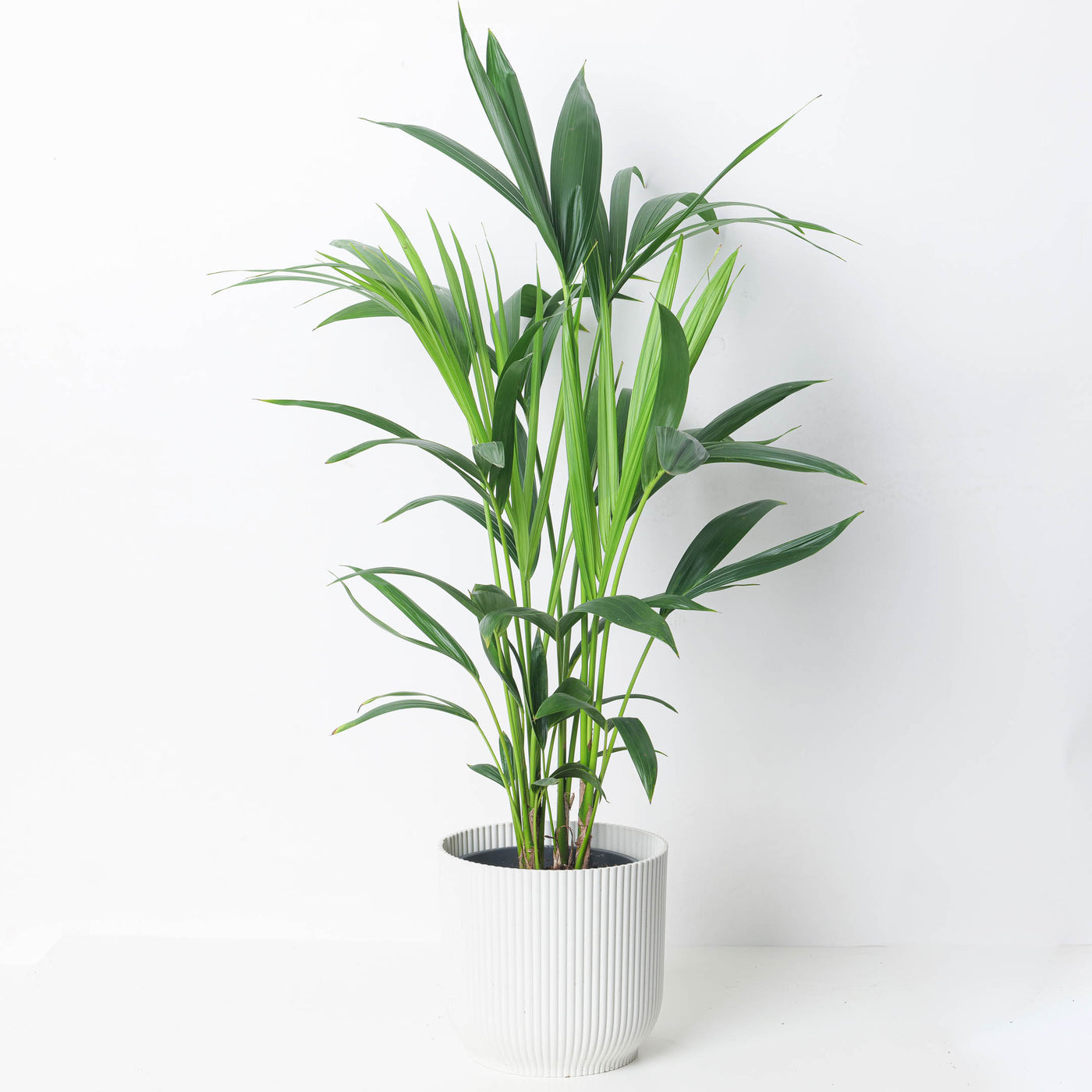 kentia palm plant food Kentia Palm | Howea Fosteriana