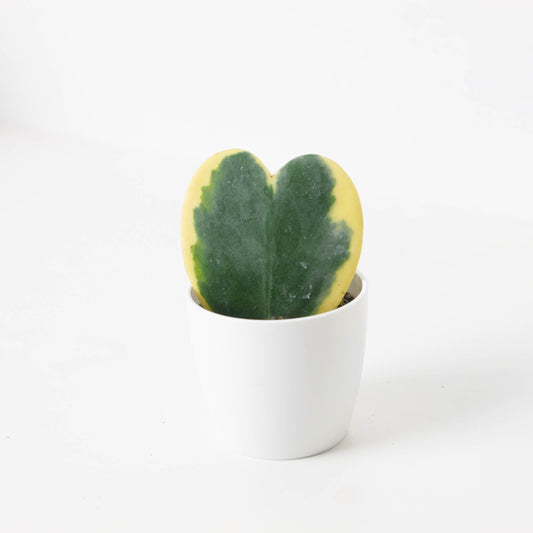 Hoya Kerrii Variegated - House of Kojo