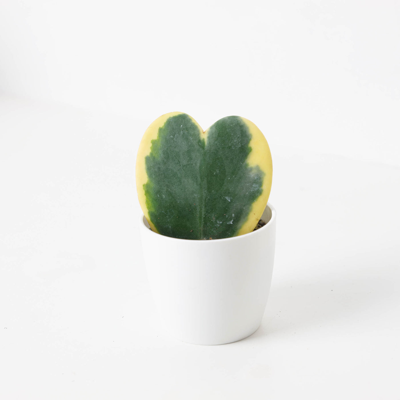 Hoya Kerrii Variegated - House of Kojo