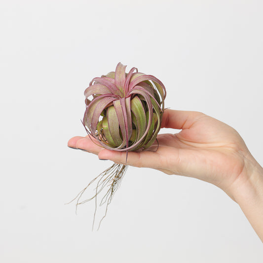 Tillandsia 'Eric Knobloch' | Tillandsia brachycaulos x Tillandsia streptophylla Air Plant - House of Kojo