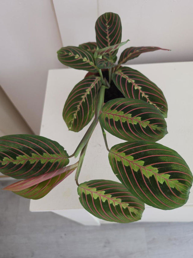 Maranta Leuconeura Fascinator | Prayer Plant — customer photo by SHAZI SHAZI