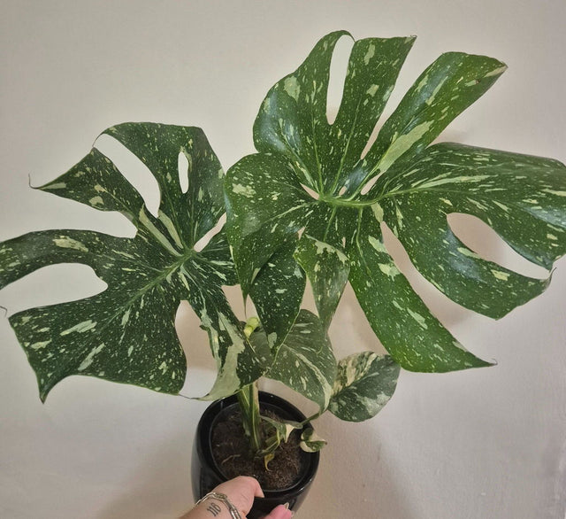 Monstera Deliciosa Thai Constellation — customer photo by Roxy