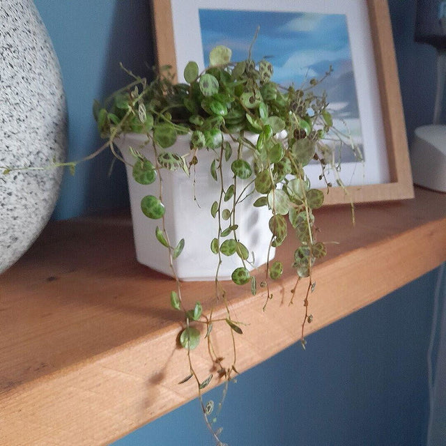 Peperomia Prostrata | String of Turtles — customer photo by Joanne S.