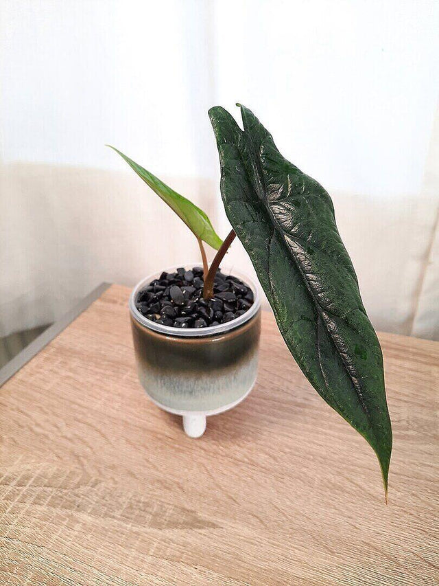 Alocasia scalprum — customer photo by Danielle E.