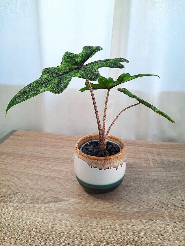 Alocasia Jacklyn — customer photo by Danielle E.