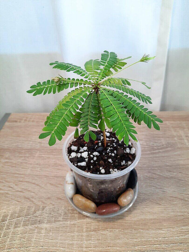 Biophytum Sensitivum — customer photo by Danielle E.