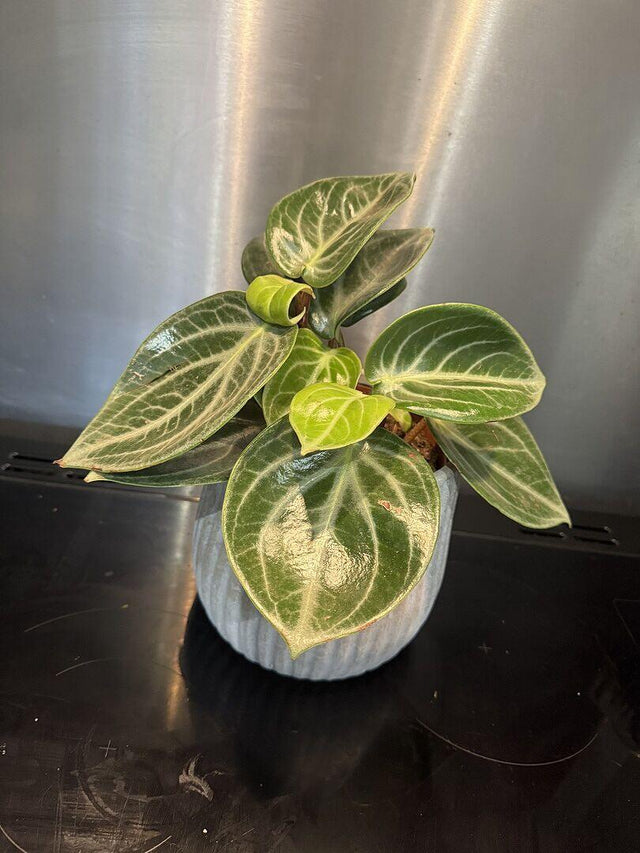 Peperomia Sarcophylla — customer photo by Kristian