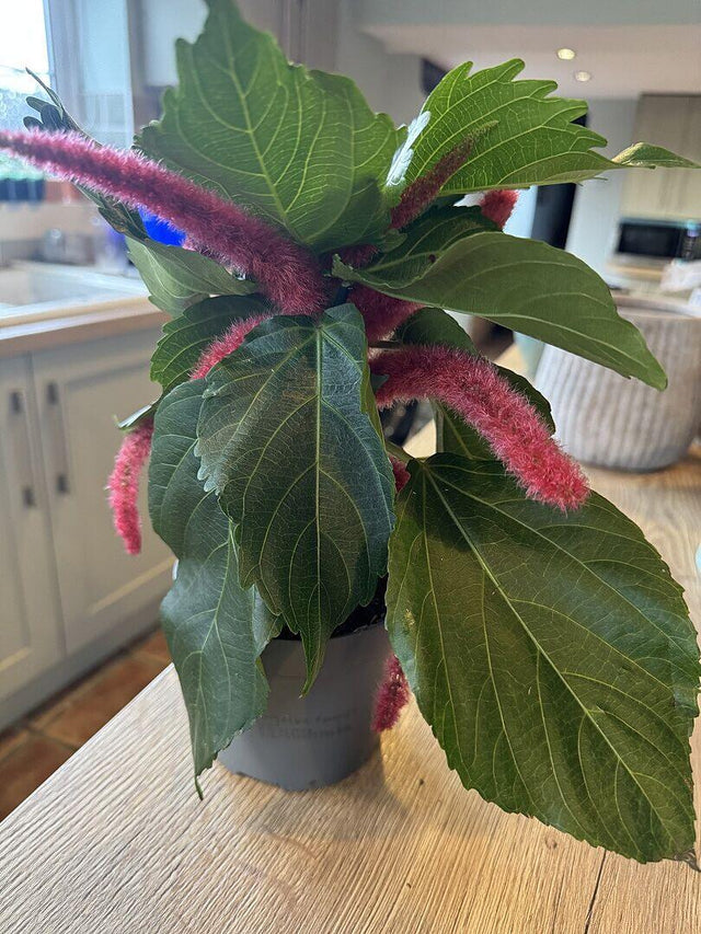 Acalypha Hispida — customer photo by Kristian