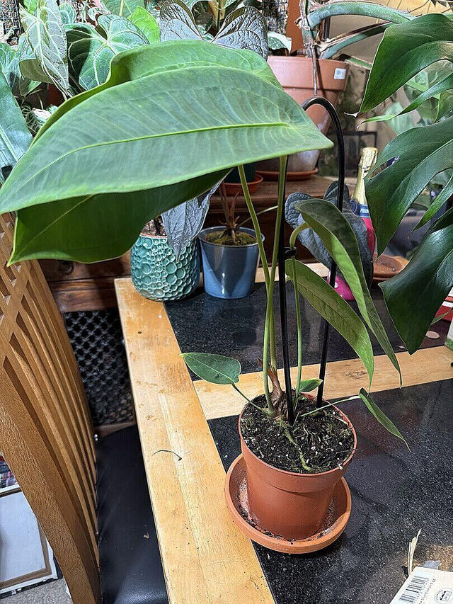 Anthurium peltigerium — customer photo by Mark S.