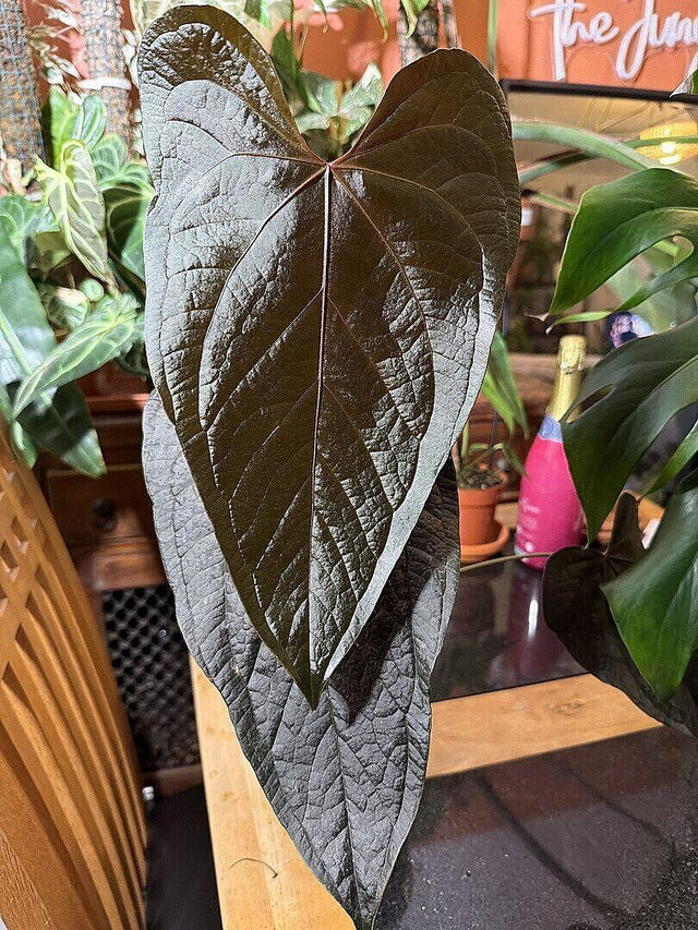 Anthurium Queen of Hearts — customer photo by Mark S.