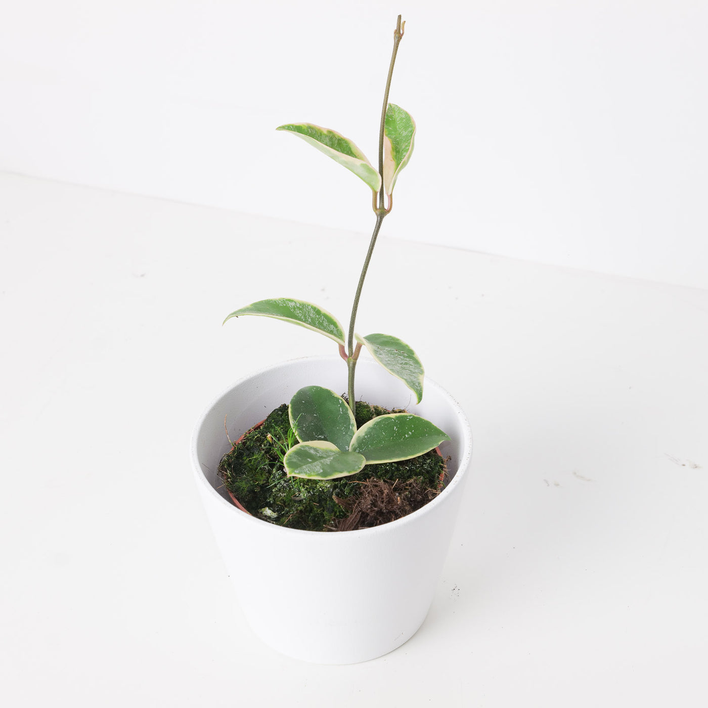 Hoya 'Krimson Queen' Splash - House of Kojo