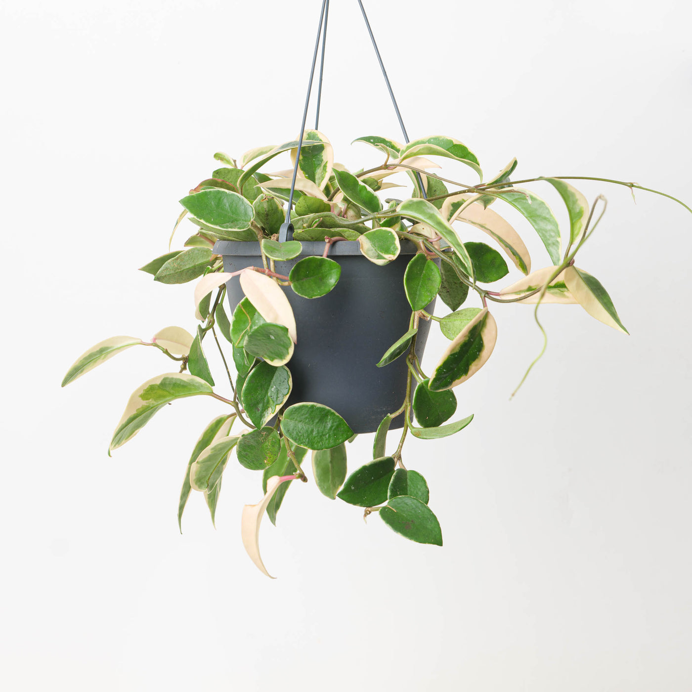 Hoya Carnosa Krimson Queen - House of Kojo