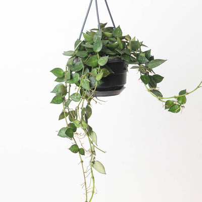 Hoya Krohniana Black Leaf - House of Kojo