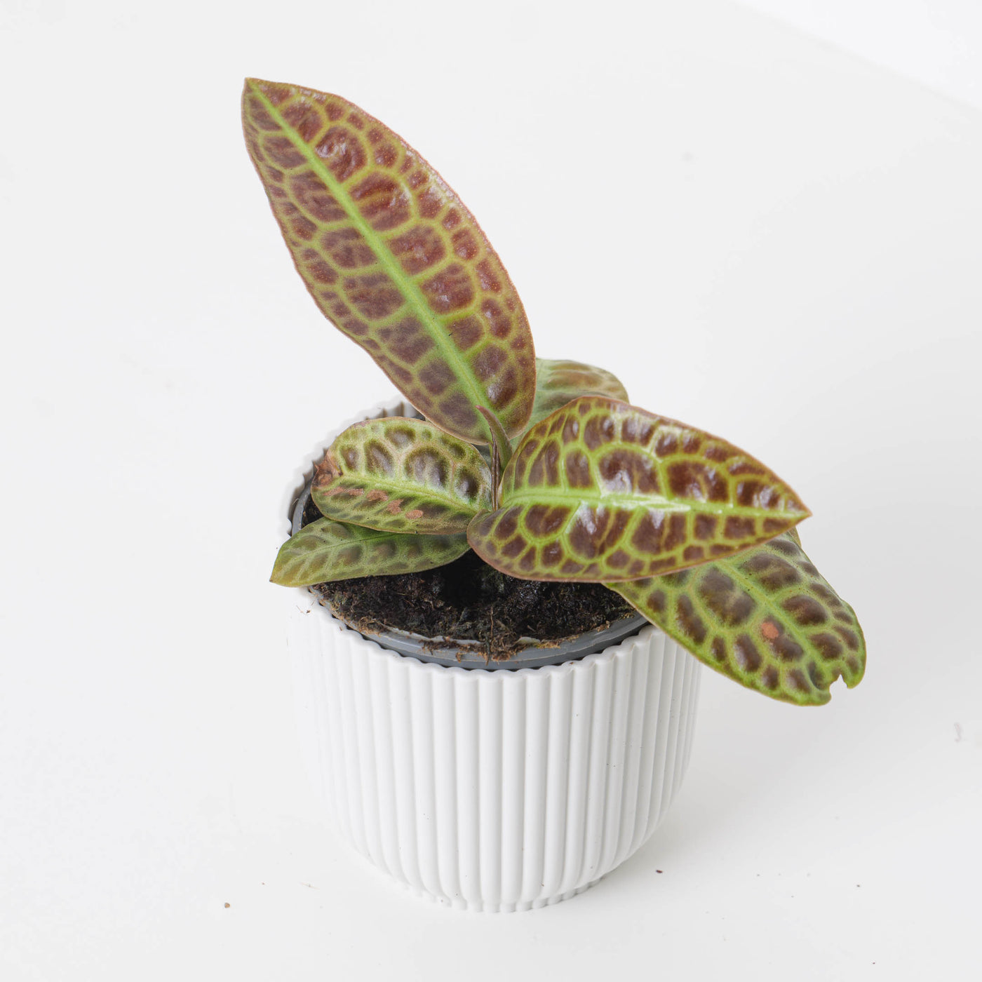 Labisia 'turtleback' | Indoor Plants and Accessories – House of Kojo