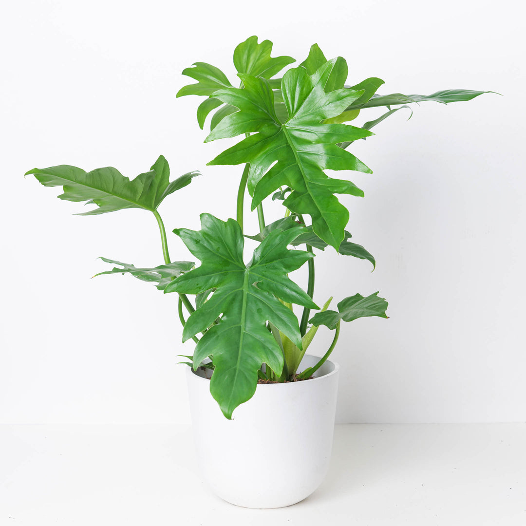 lace philodendron Philodendron Lacerum