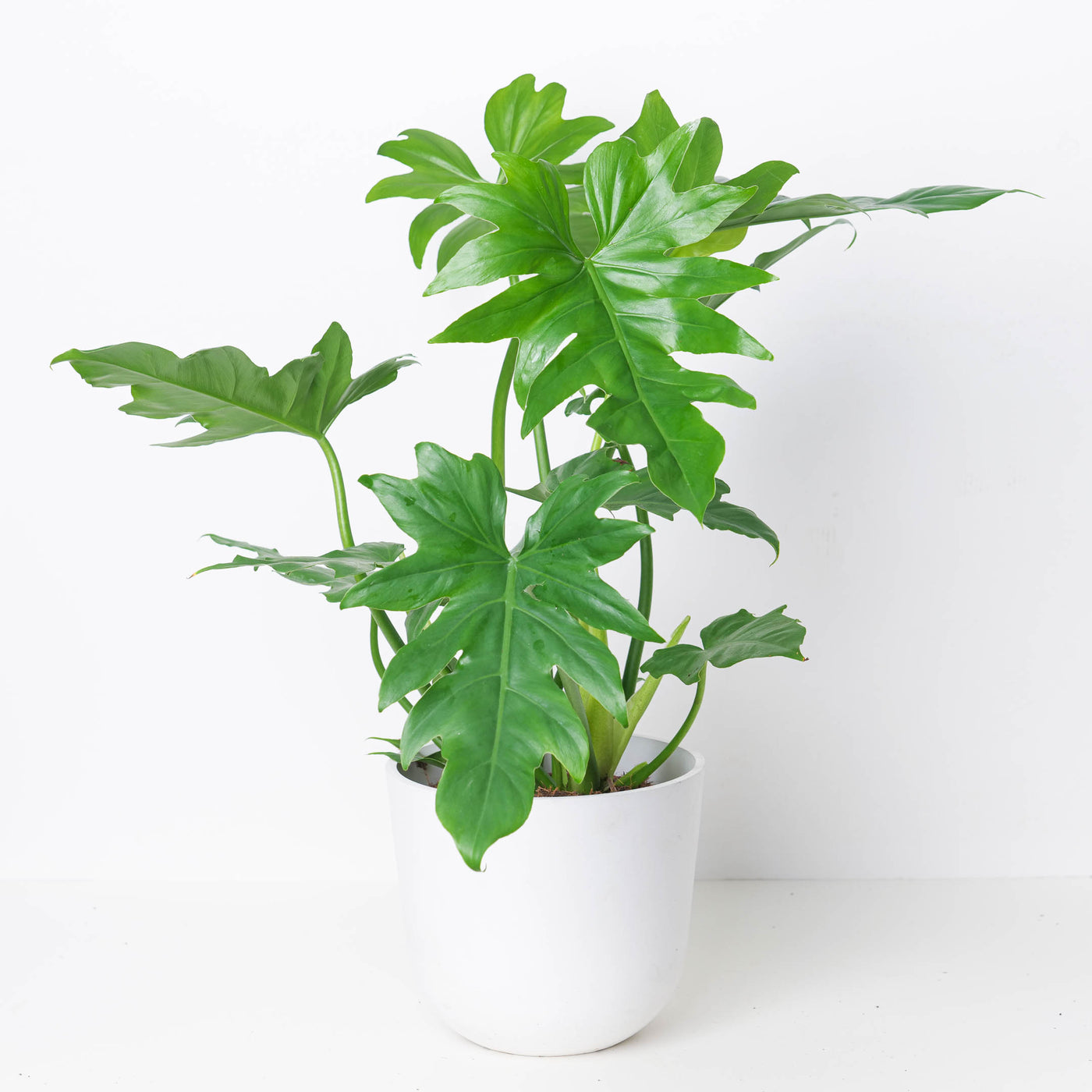 Philodendron Lacerum - House of Kojo