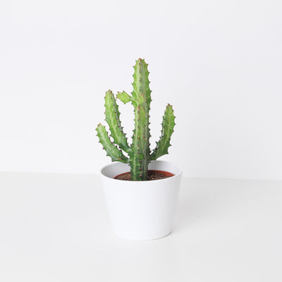 Euphorbia lactea - House of Kojo