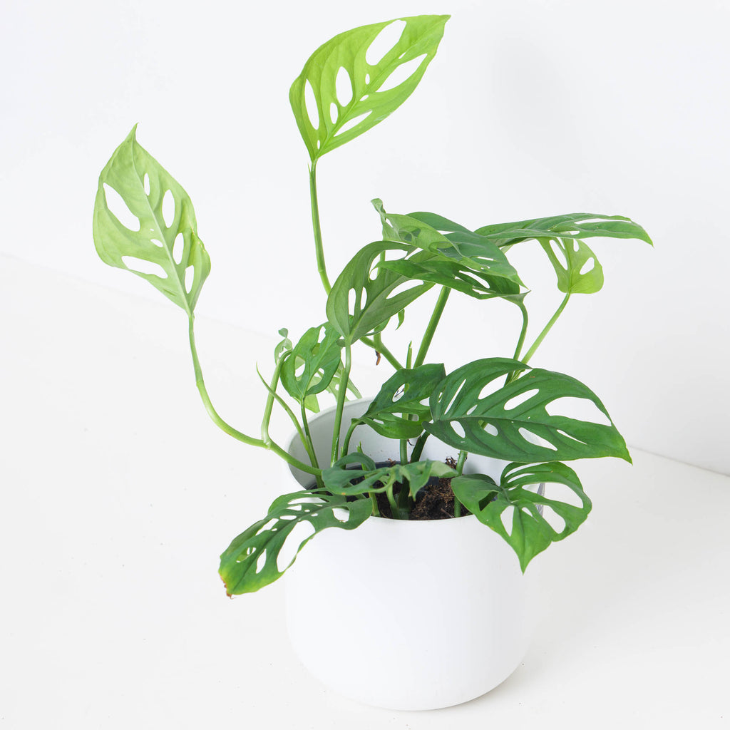 monstera adansonii var lechleriana Monstera Adansonii var Laniata
