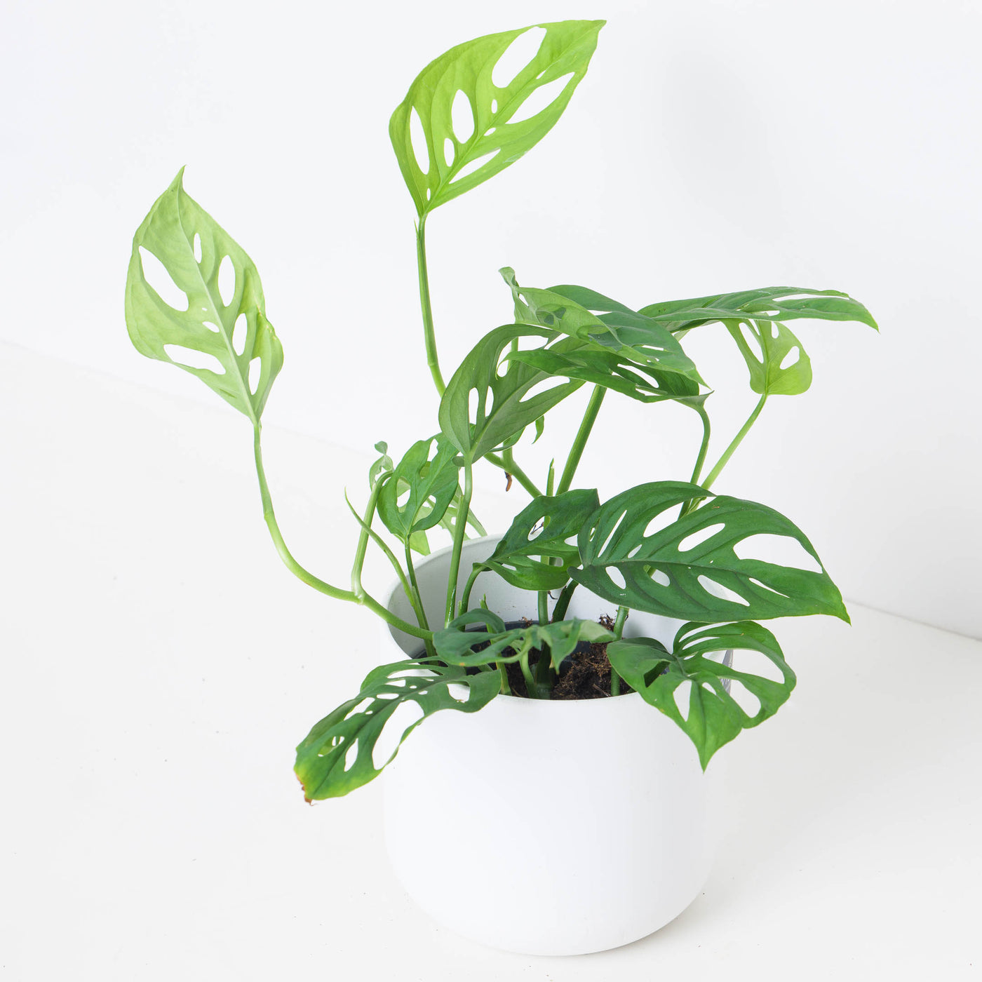 monstera adansonii var. laniata Monstera Adansonii var Laniata