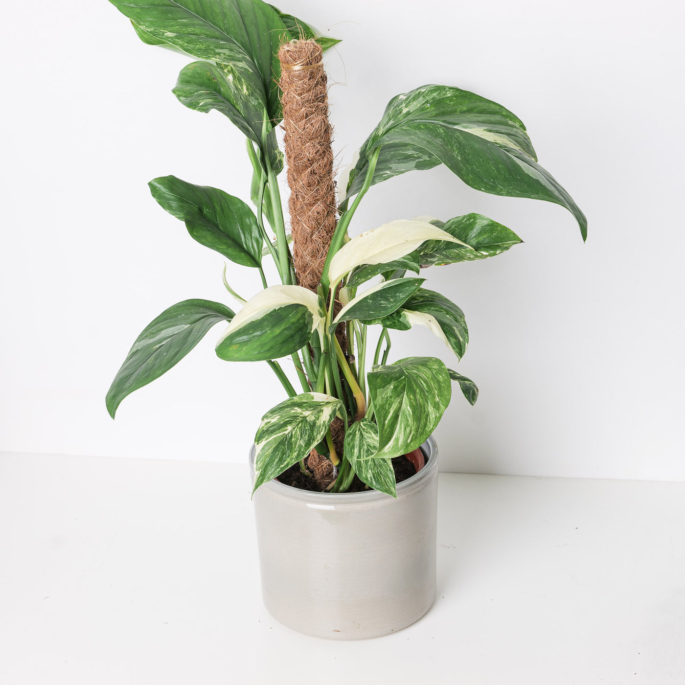 Monstera lechleriana variegated - House of Kojo