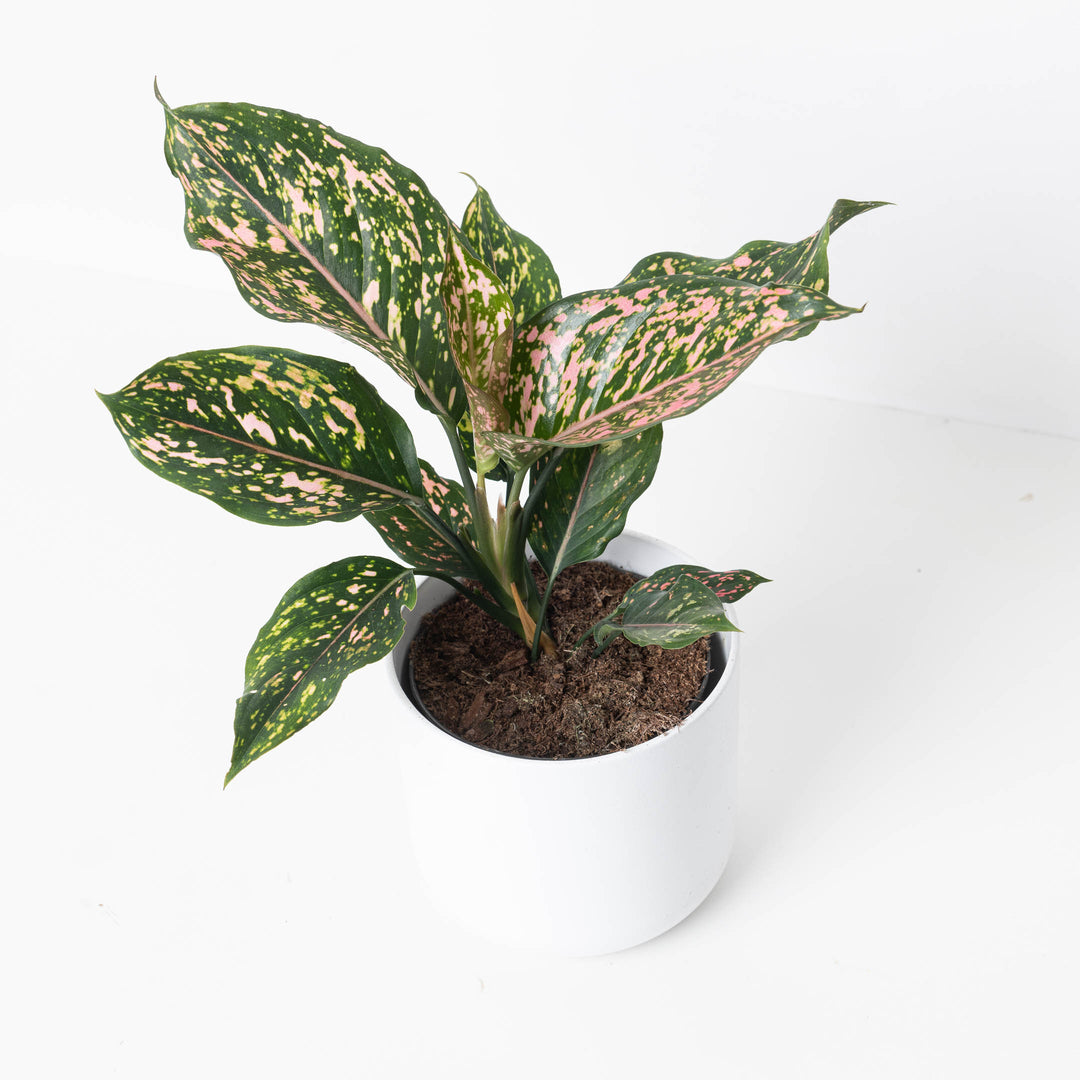 Aglaonema 'Pink Leopard' | Indoor Plants and Accessories  House of Kojo