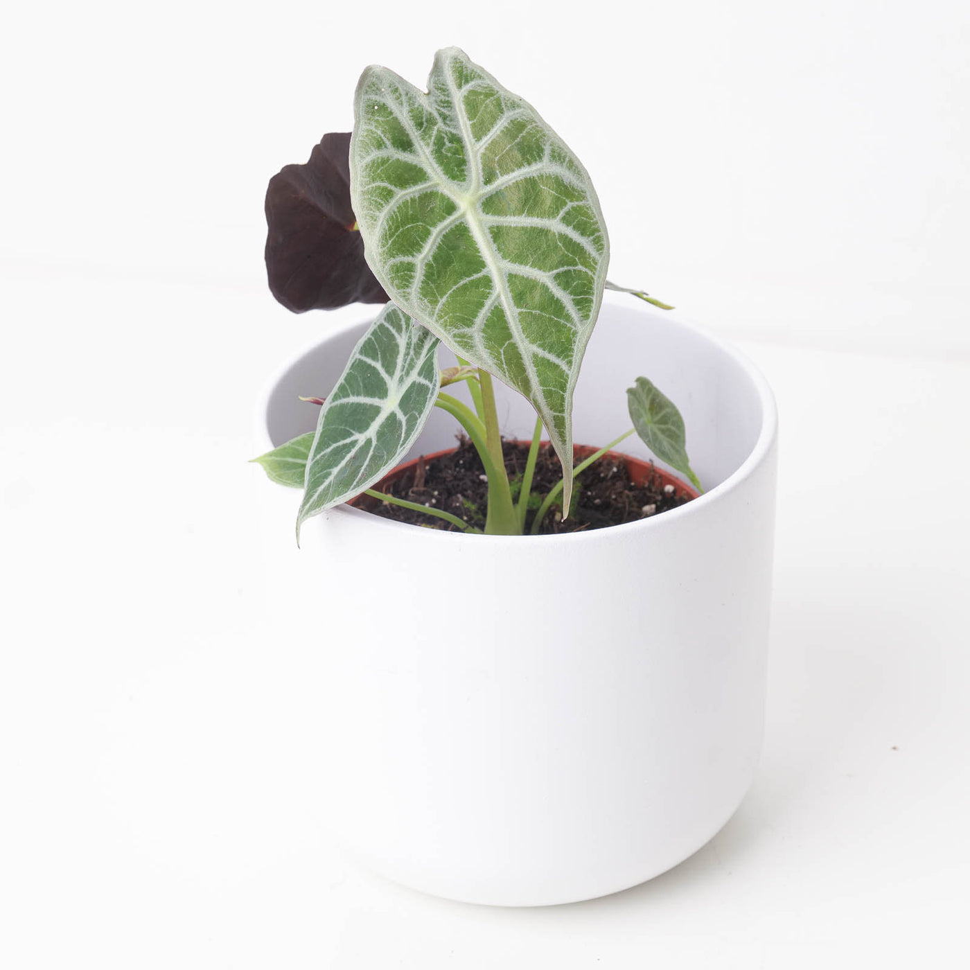Alocasia Watsoniana 'Lightning' - House of Kojo