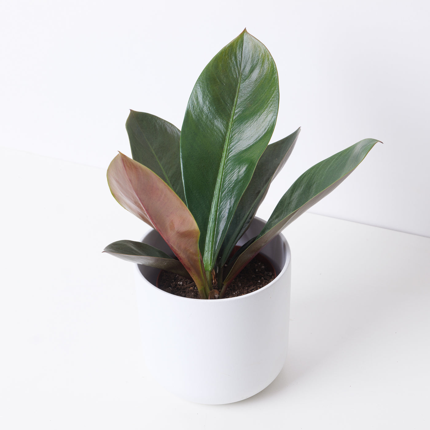 linnaei philodendron Philodendron linnaei