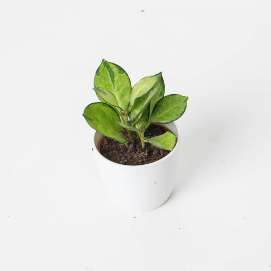 Hoya Australis Lisa - House of Kojo