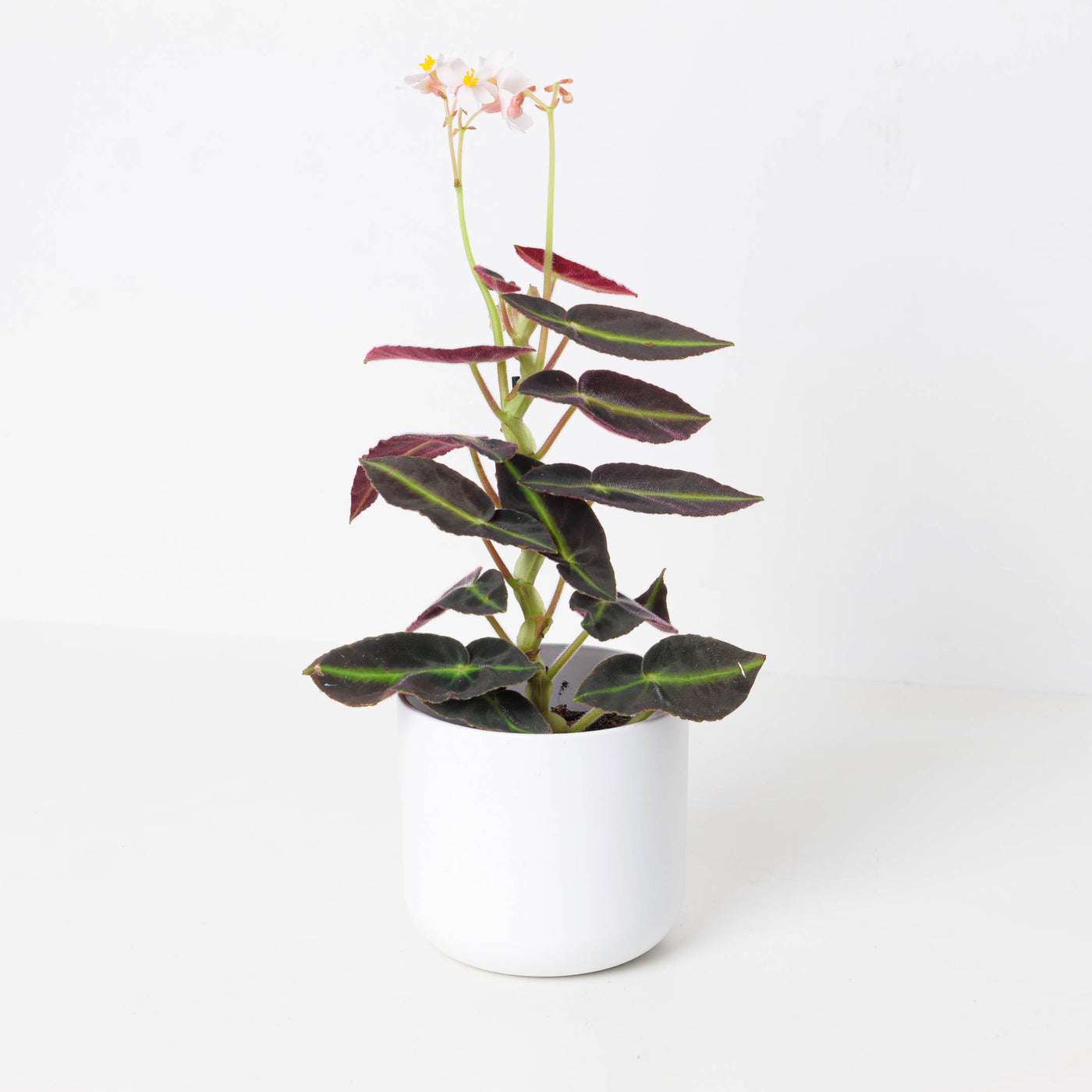 Begonia Listada | Striped Begonia - House of Kojo