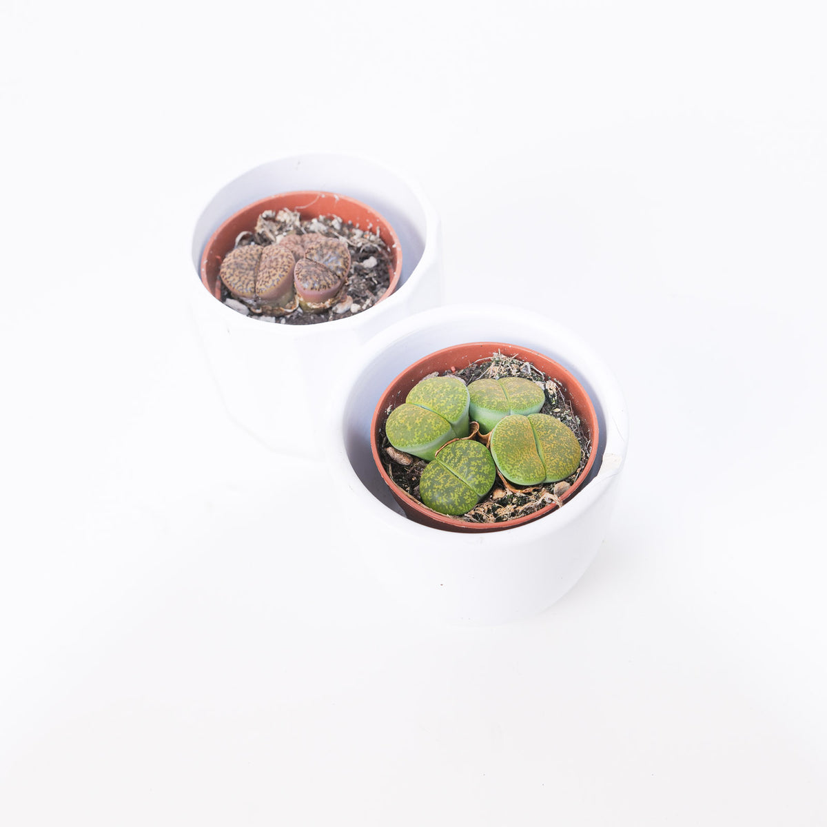 Lithops sp. - House of Kojo