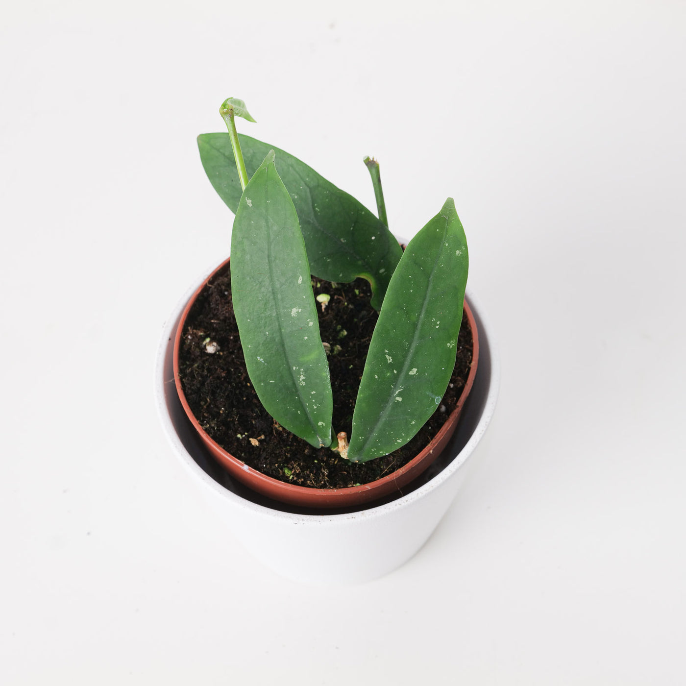 Hoya lobbii 'Red Flower' - House of Kojo