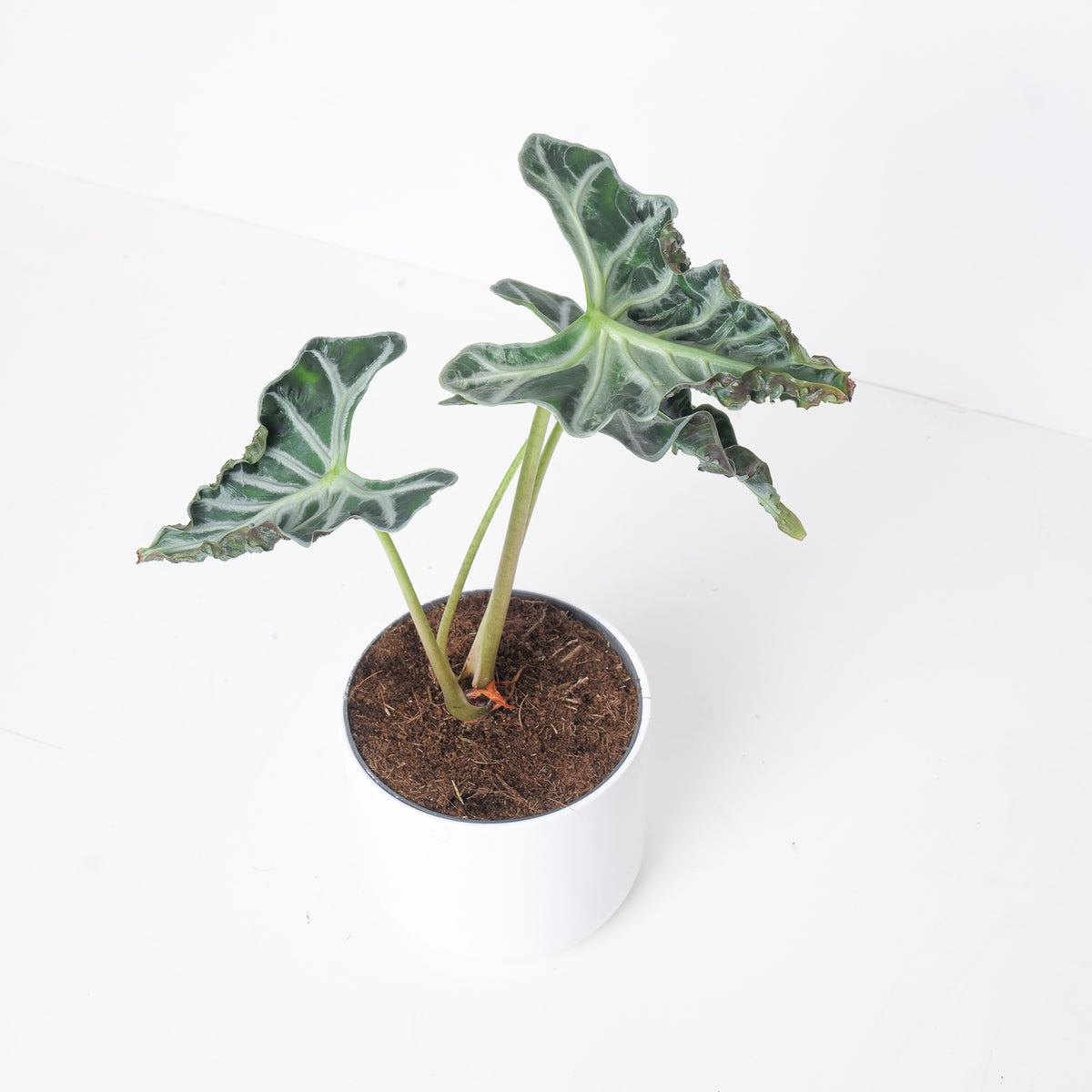 Alocasia Loco - House of Kojo