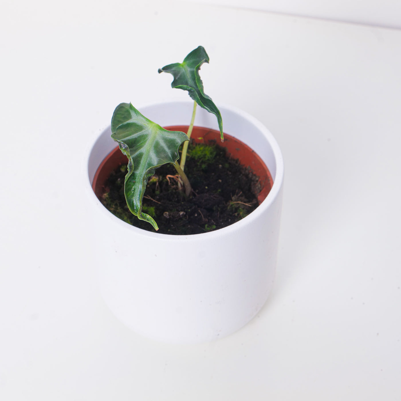 Alocasia Loco - House of Kojo