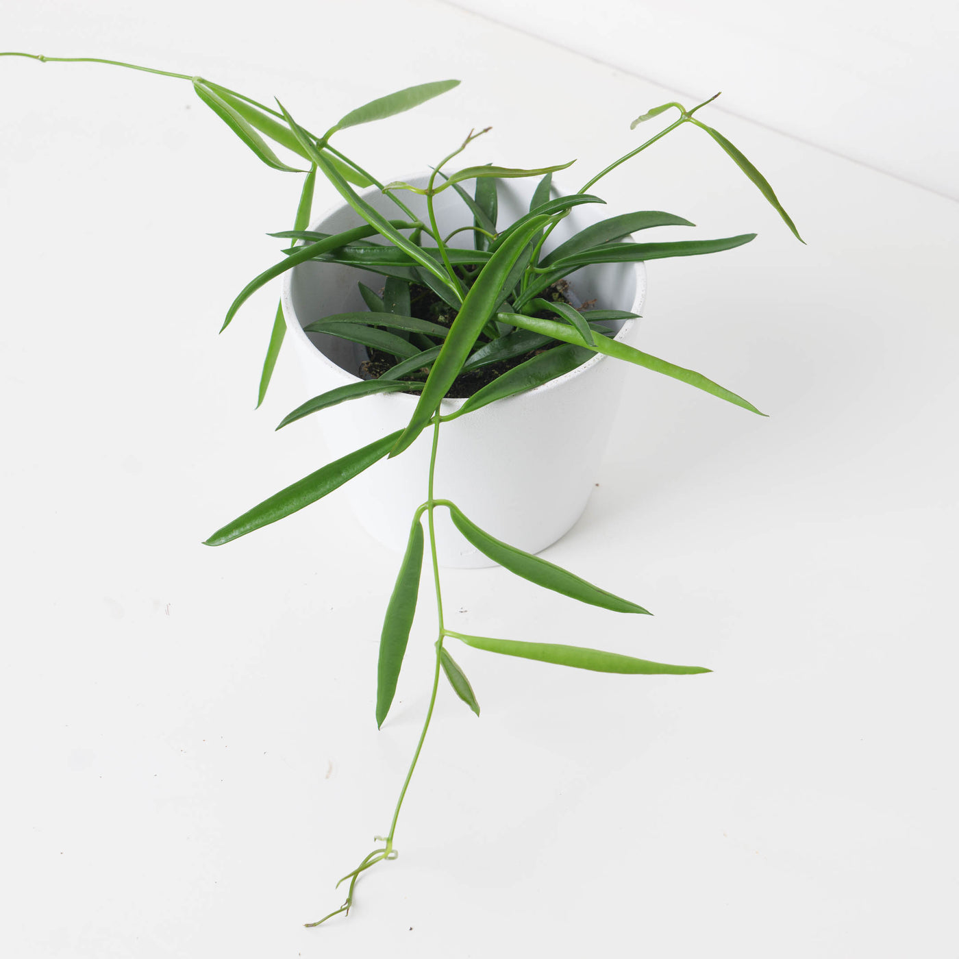 Dischidia parasitica | Dischidia parasita - House of Kojo