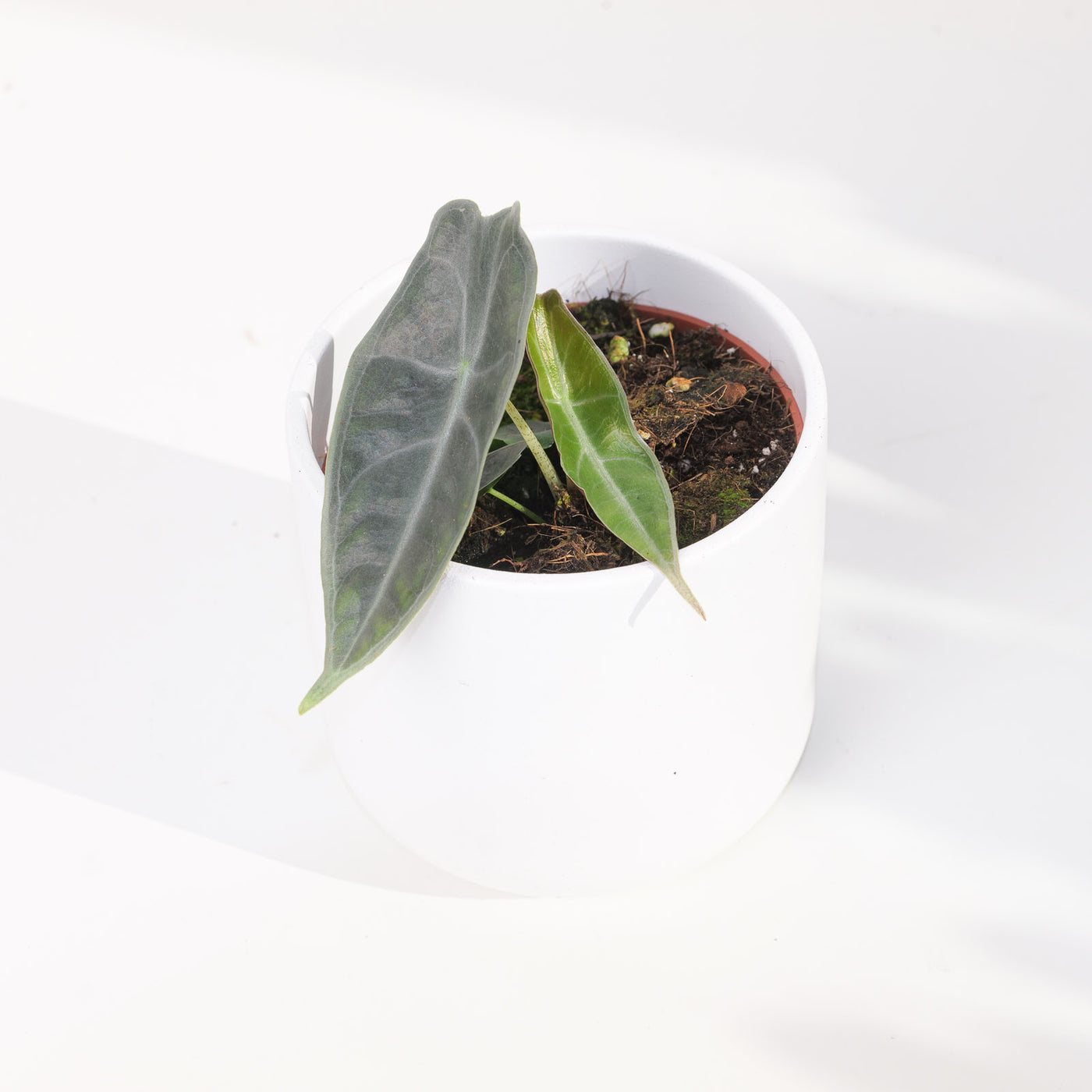 Alocasia longiloba 'Purple' - House of Kojo