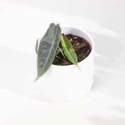 Alocasia longiloba 'Purple' - House of Kojo