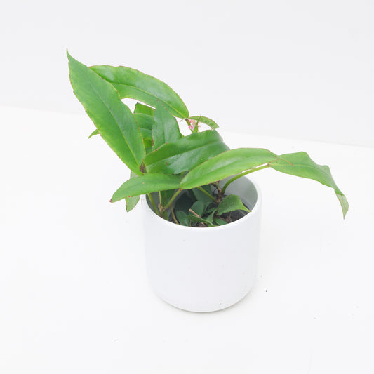 Begonia longipetola - House of Kojo