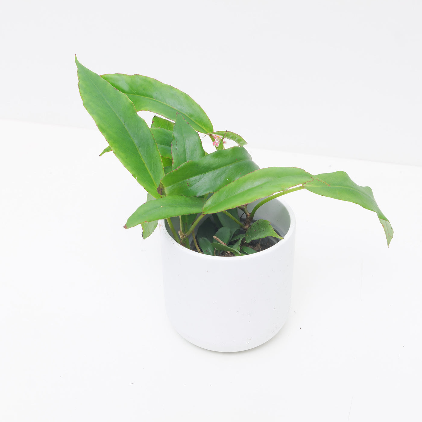 Begonia longipetola - House of Kojo