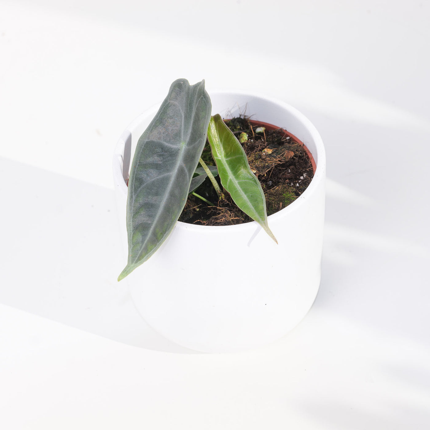 Alocasia longiloba 'Purple' - House of Kojo