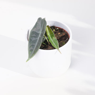 Alocasia longiloba 'Purple' - House of Kojo