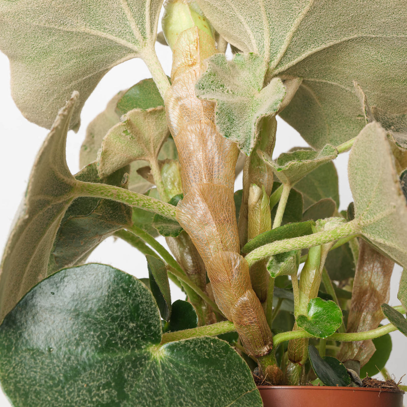 Begonia Lunar Venosa - House of Kojo