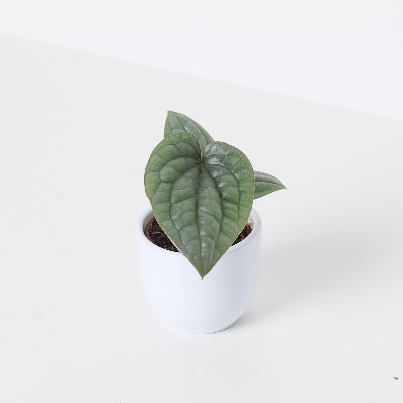 anthurium luxurians platinum Anthurium luxurians 'Platinum'