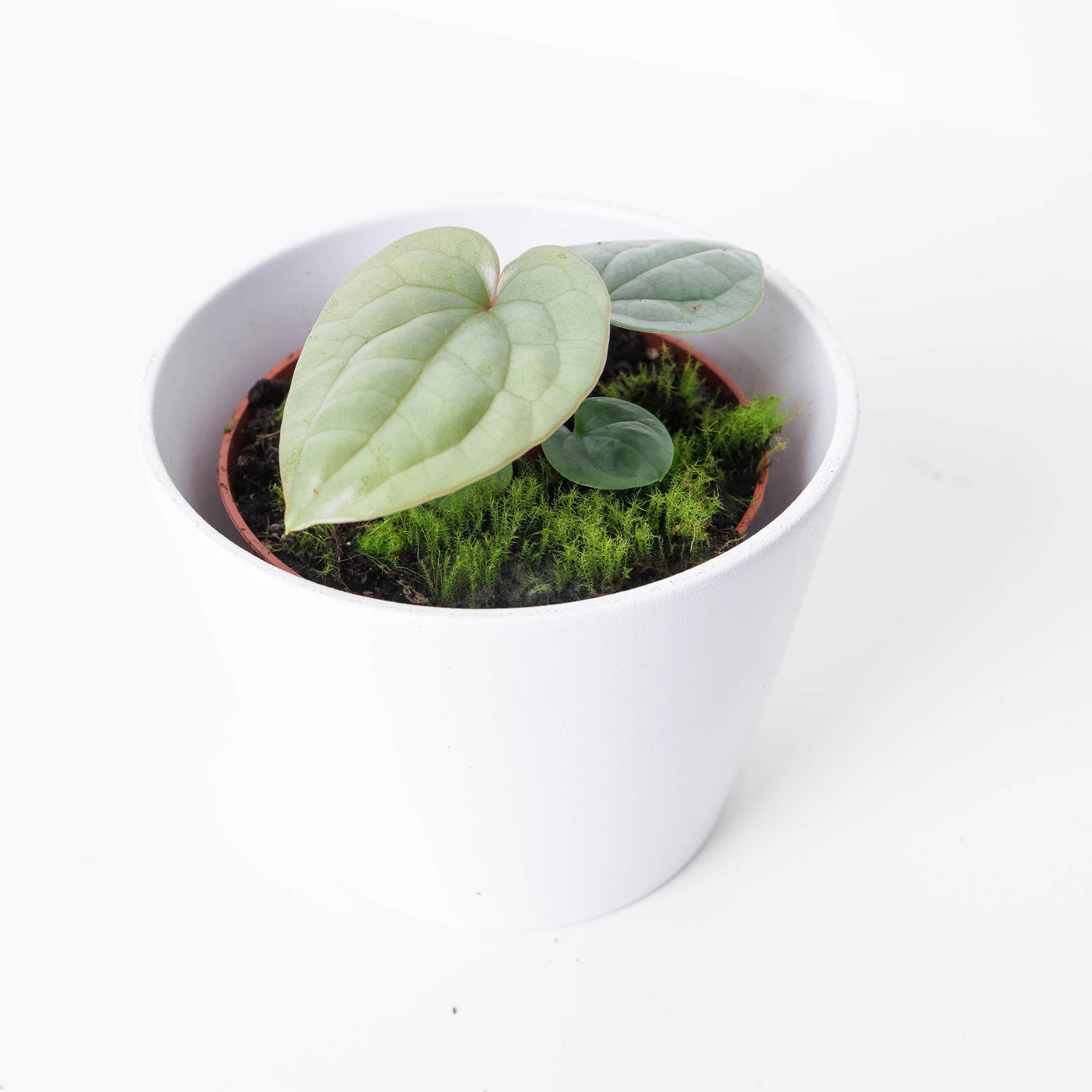 anthurium luxurians platinum Anthurium luxurians 'Platinum'