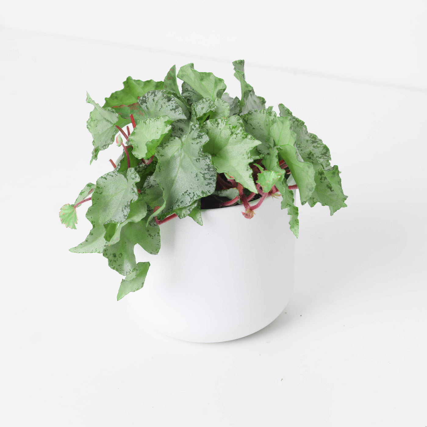 Begonia luzonensis - House of Kojo