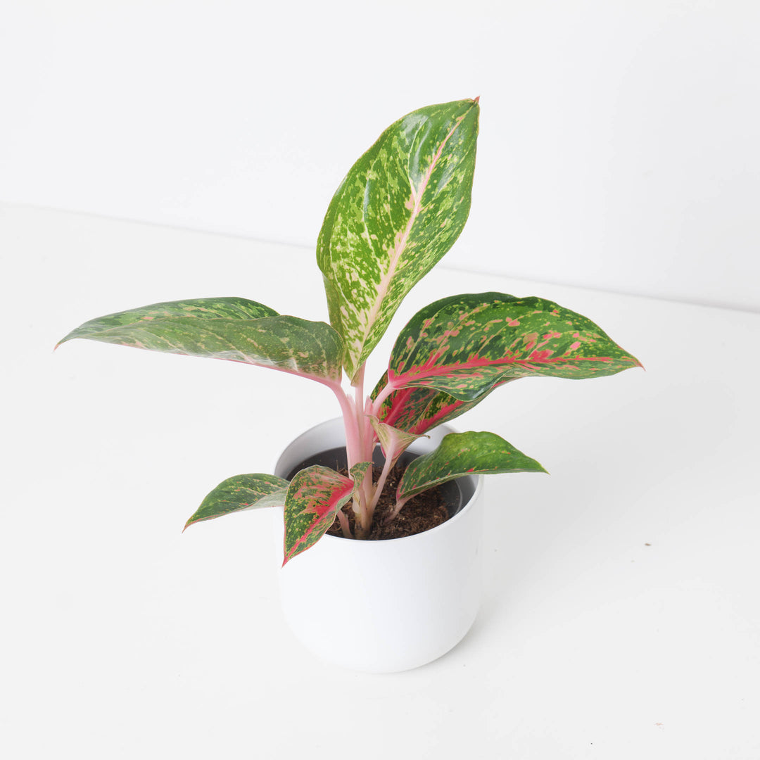 aglaonema red peacock price Aglaonema 'Lychee Red'