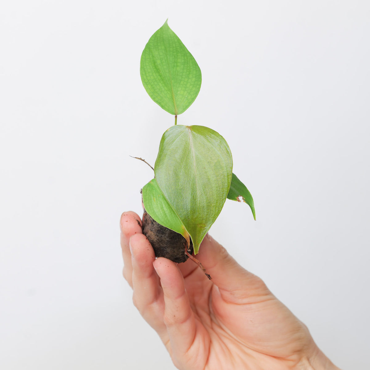 Philodendron lynamii - House of Kojo